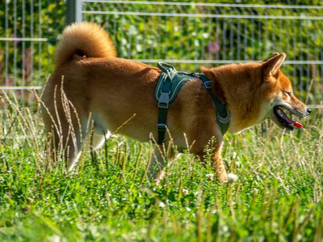 Shiba Inu plays on the dog playground in the park. Cute dog of shiba inu breed walking at nature in summer. walking outside.