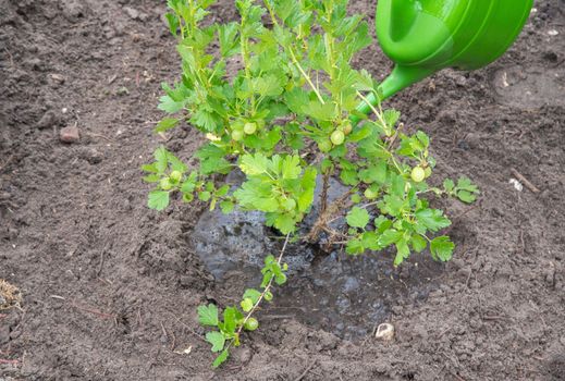 The gardener waters the transplanted gooseberry bush in the garden from a watering can, seasonal spring on the ground, High quality photo