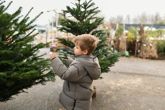 A boy chooses a Christmas tree in the market.