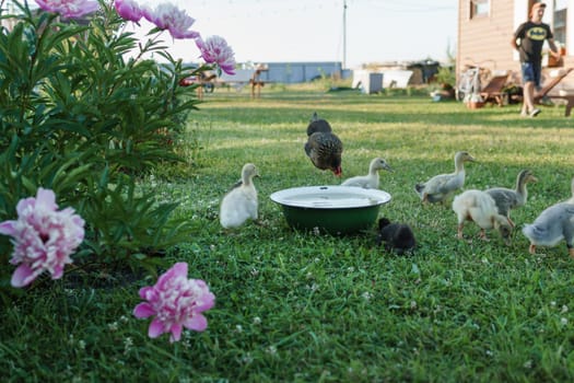 Ducks on the farm. Light and dark ducklings drink water from an iron trough. The concept of life on the farm.