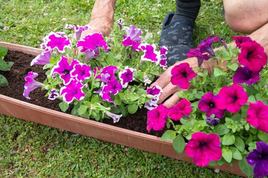 gardener transplants seedlings of petunias in a hanging pot to the window. High quality photo