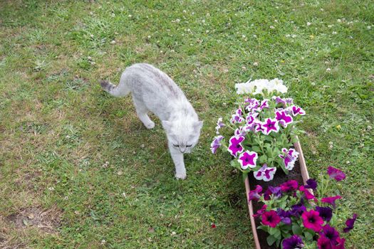 a little kitten sniffs the transplanted petunia flowers in pots the beginning of spring work in the garden, High quality photo