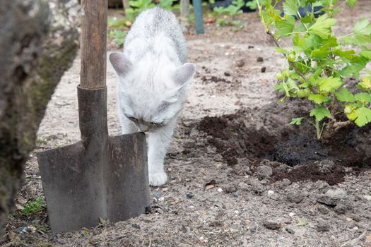 the gardener is digging a hole for the plant, A Curious kitten is sniffing a shovel,beginning of spring work in the garden, High quality photo