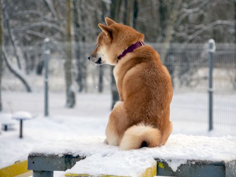 Japanese red coat dog is in winter forest. Portrait of beautiful Shiba inu male standing in the forest on the snow and trees background. High quality photo. Walk in winter