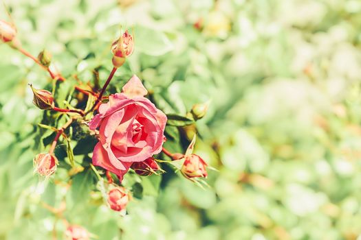 a prickly bush or shrub that typically bears red, pink, yellow, or white fragrant flowers, native to north temperate regionsRed rose of the black magic family on a sunny shiny green day.