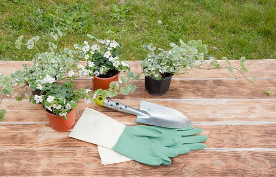 seedlings of white flowers in pots are on the table for transplanting and green gloves with a spatula, seasonal gardening