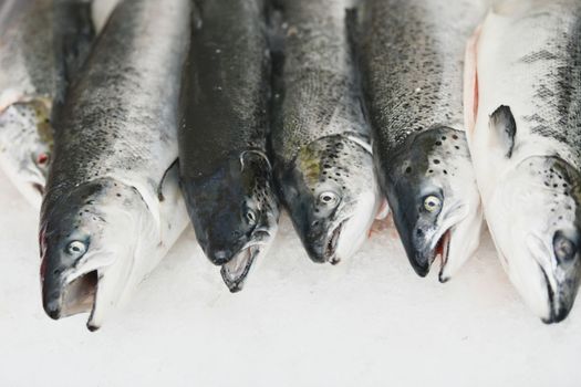Salmon on the ice at a market. Seafood