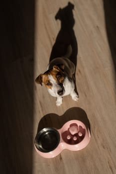 A double bowl for slow feeding and a bowl of water for the dog. Top view of a jack russell terrier dog near a pink plate with dry food on a wooden floor