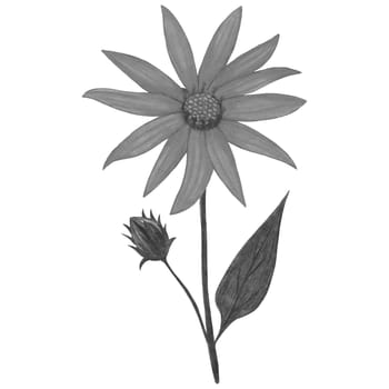 Black and White Topinambur with Leaves Isolated on White Background. Jerusalem Artichoke Flower Element Drawn by Pencil.