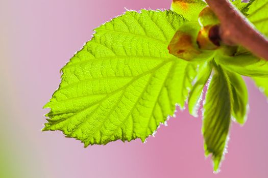 Green leaf against sunlight on a colorful background. Spring concept. High quality photo