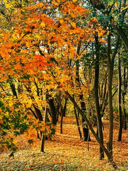 Nature, landscape and environment, golden autumn scenery with autumnal trees, leaves and foliage in fall season as picturesque seasonal holiday background scene