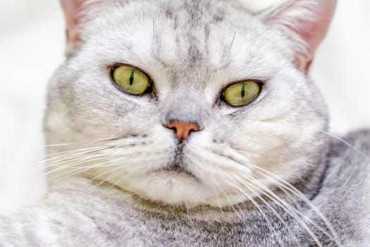 Close-up of a cat's muzzle. Scottish cat with green eyes