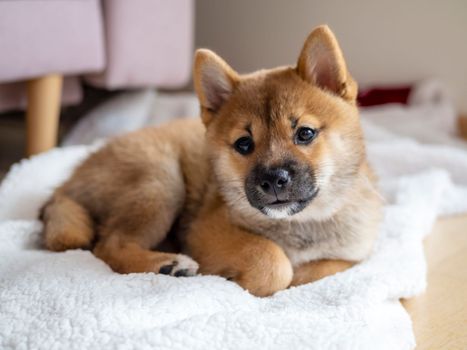 Portrait of cute Shiba Inu small dog, puppy, Close up. Dogecoin. Red-haired Japanese dog smile portrait. Illuminating color, cryptocurrency, electronic money. High quality photo