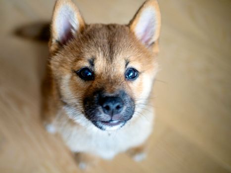 Selective focus. Portrait of cute Shiba Inu small dog, puppy, Close up. Dogecoin. Red-haired Japanese dog smile portrait. Illuminating color, cryptocurrency, electronic money. Photo for postcard