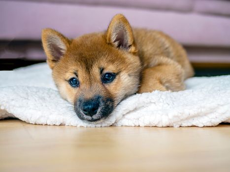 Portrait of cute Shiba Inu small dog, puppy, Close up. Dogecoin. Red-haired Japanese dog smile portrait. Illuminating color, cryptocurrency, electronic money. High quality photo