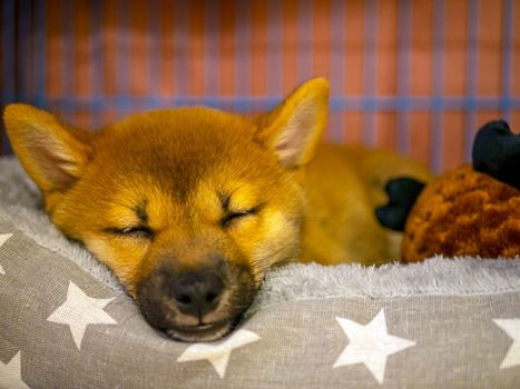 Portrait of cute Shiba Inu small dog, puppy, Close up. Dogecoin. Red-haired Japanese dog smile portrait. Illuminating color, cryptocurrency, electronic money. High quality photo