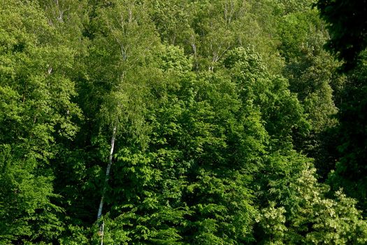 a large area covered chiefly with trees and undergrowth.