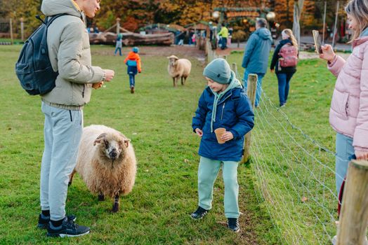 Little caucasian boy feeding ram in a farm. Ram eating grains of cereal from the hands of a child