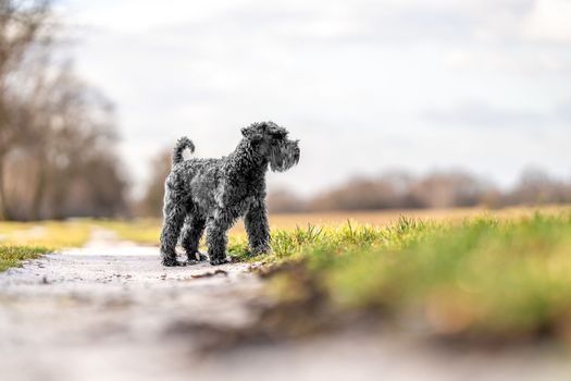 dog on a walk in nature. little black schnauzer. 