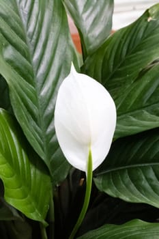 White spathiphyllum flower among green leaves close up