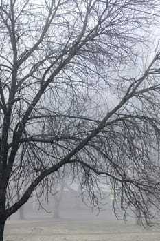 Fog in the autumn park in the morning
