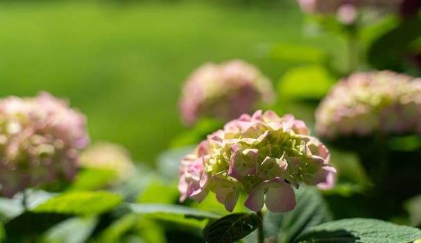 Hydrangea paniculata, the panicled hydrangea, is a species of flowering plant in the family Hydrangeaceae.