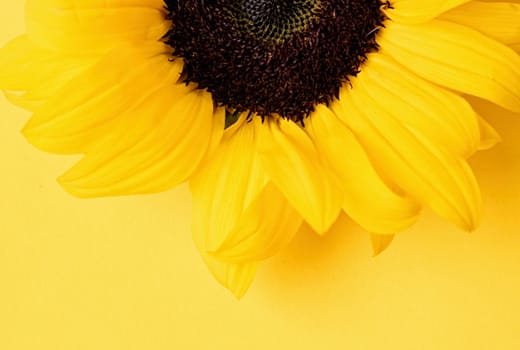 sunflower head on yellow background with copy space, minimal macro shot. Flat lay, top view, copy space. Autumn or summer Concept, harvest time, agriculture. Sunflower natural background