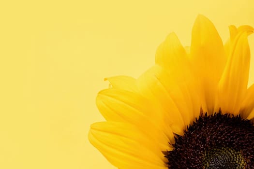 sunflower head on yellow background with copy space, minimal macro shot. Flat lay, top view, copy space. Autumn or summer Concept, harvest time, agriculture. Sunflower natural background