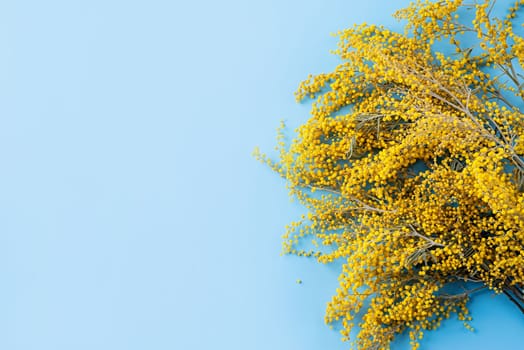 Frame of yellow mimosa flowers on blue solid bakground. Spring concept. Flat lay. Top view, banner