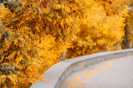 Bright gold yellow autumnal maple leaves with copy's space