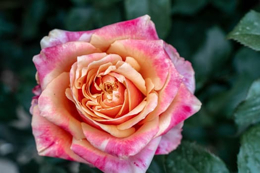 Pink striped rose flower with green leaves in the garden