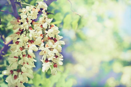 a tree or shrub of warm climates that bears spikes or clusters of yellow or white flowers and is frequently thorny. Delicate flowering branch of acacia on a pale green light background