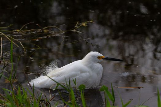 Snowy egret wading in water, found in Everglades, Florida