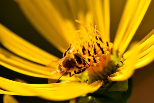 bee on yellow flower in a macro