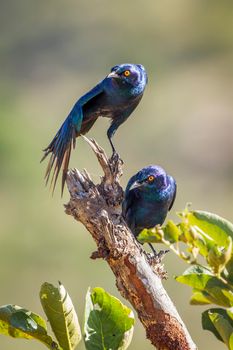 Specie Lamprotornis chalybaeus family of Sturnidae