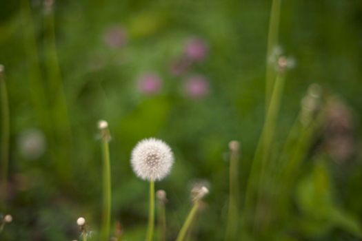 Close up of a dandelion on grass