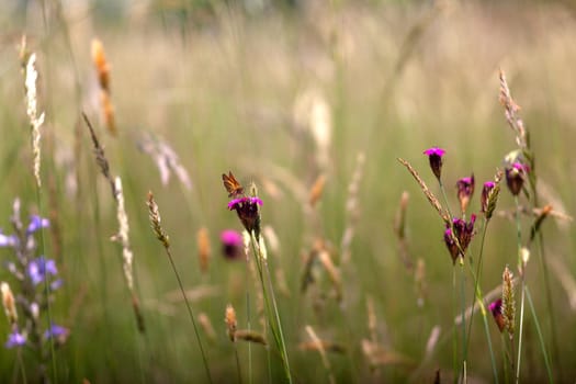 View of countryside flowers