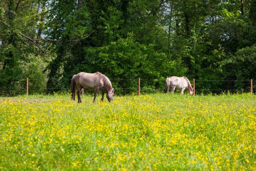 Tarpan also known as Eurasian wild horse or simply wild horse