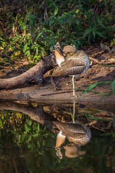 Water thick-knee in Kruger National park, South Africa ; Specie Burhinus vermiculatus family of Burhinidae 