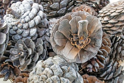 close up decorative dry pine cones