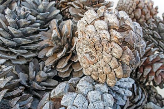 close up decorative dry pine cones