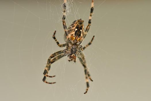 a garden spider in its web in a macro