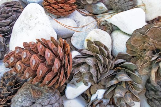 close up decorative dry pine cones