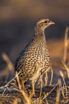 Natal francolin in Kruger National park, South Africa ; Specie Pternistis natalensis family of Phasianidae