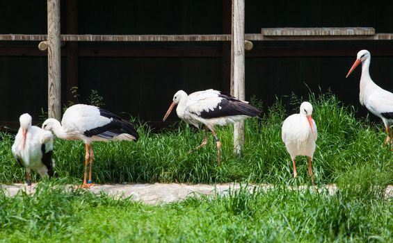 View of White storks in the Animal husbandry