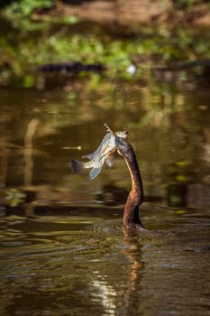 Specie Anhinga rufa family of Anhingidae