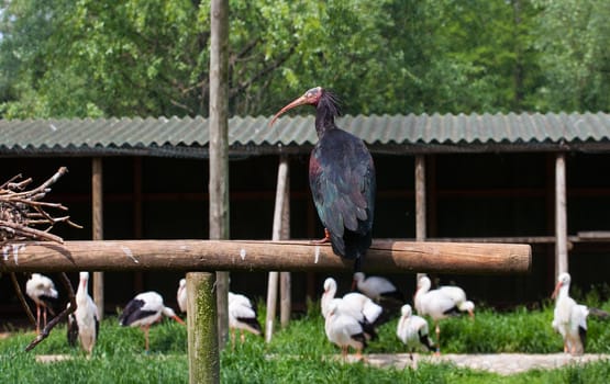 View of bird Geronticus eremita – Ibis eremita