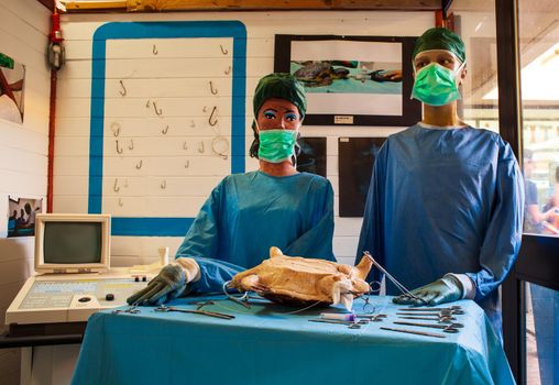 Simulation with dummies of a tortoise surgery in the Lampedusa specialist center