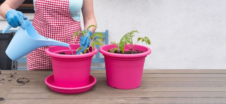 a woman gardener in gloves transplants seedlings of tomatoes into large pots, seasonal spring work in the home garden, copy space, high quality photo