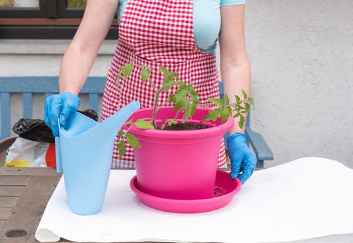 a woman gardener in gloves transplants seedlings of tomatoes into large pots, seasonal spring work in the home garden, high quality photo